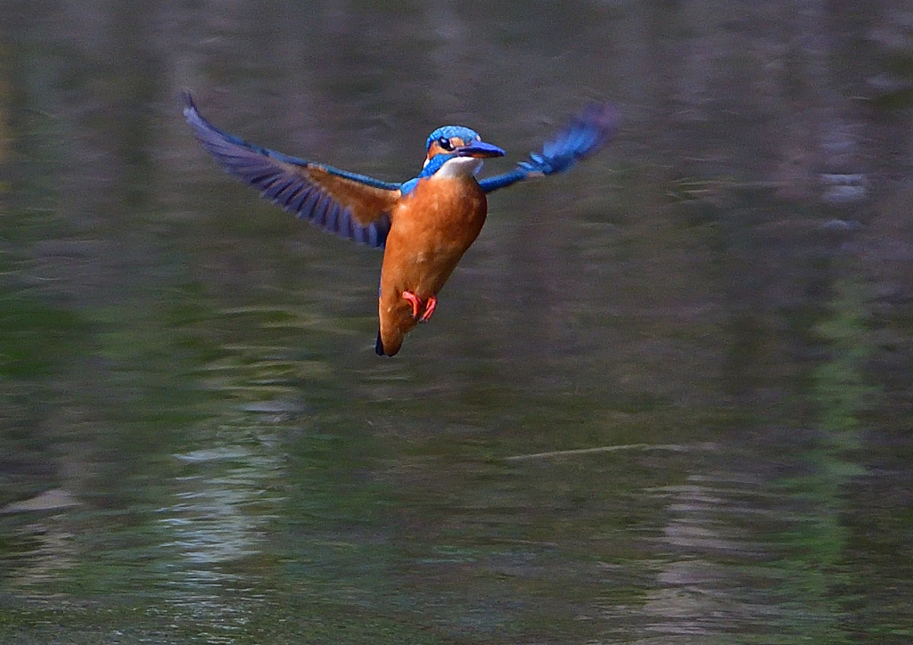 いつもの公園で　１１/３０❶