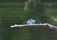 テイクアウト　５/１３❶