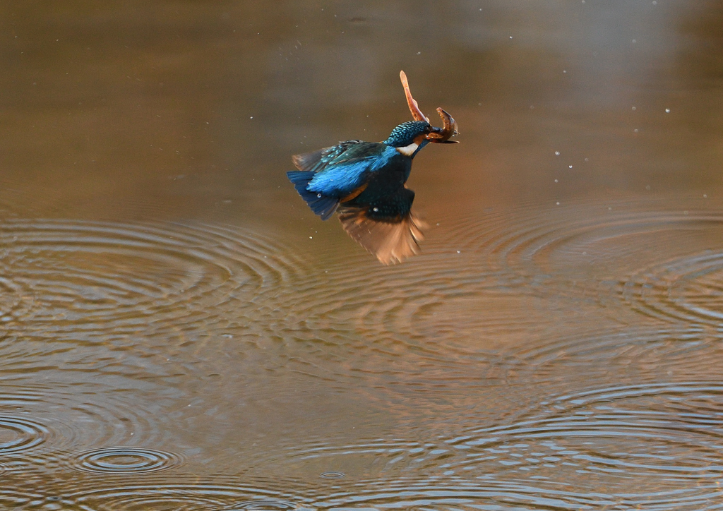 ドジョウを・・・❻
