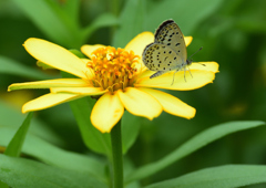 ヤマトシジミ　７/２７②