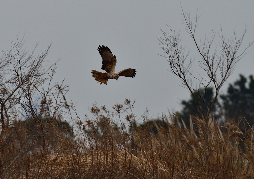 チュウヒ　２/１２❷