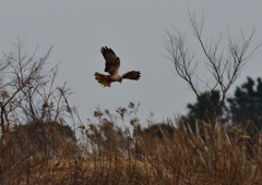 チュウヒ　２/１２❷