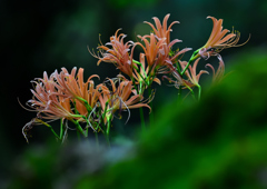 オオキツネノカミソリ　８/１５❹