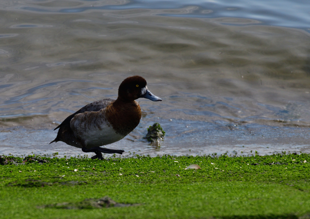 スズガモ　２/１２