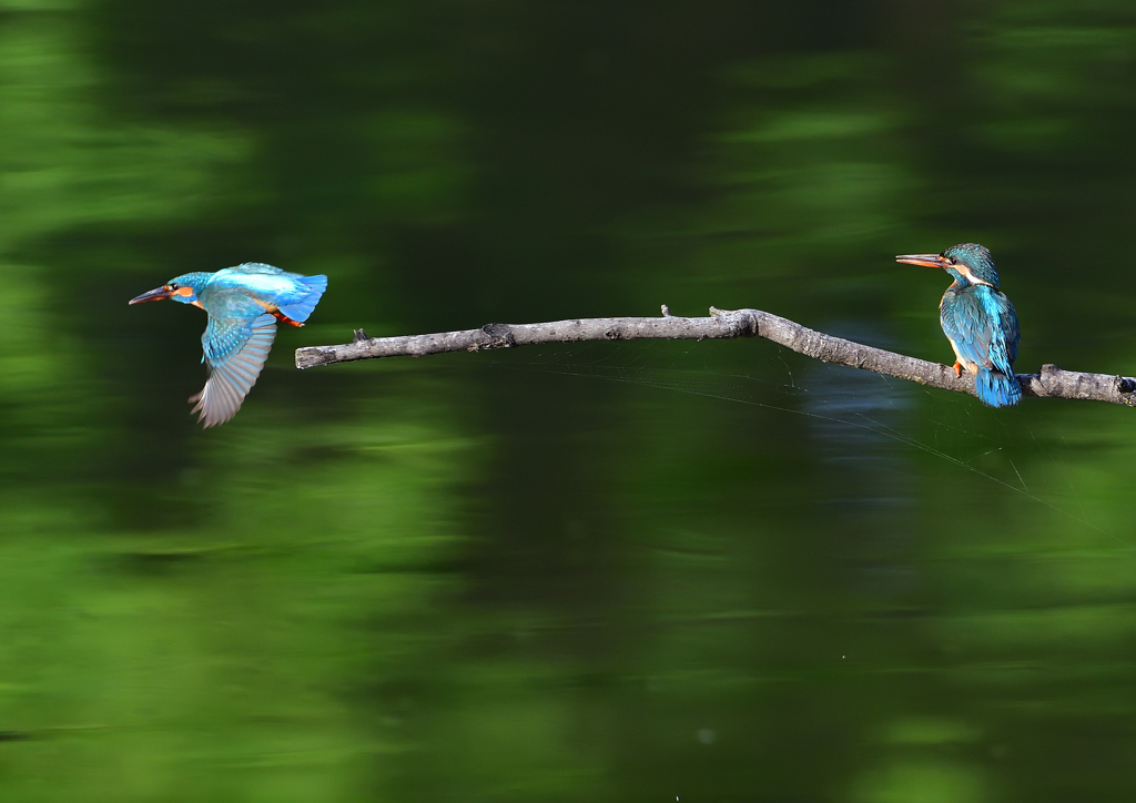 オスとメス　５/１８❸