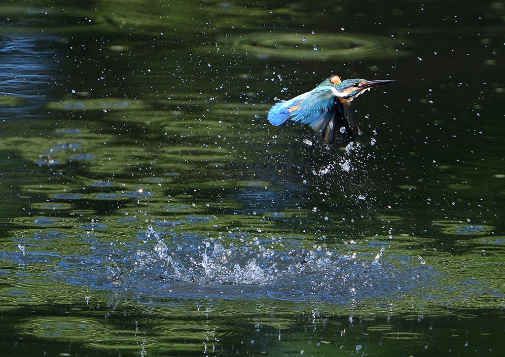 ダイブ　８/１３❹