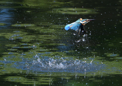 ダイブ　８/１３❹