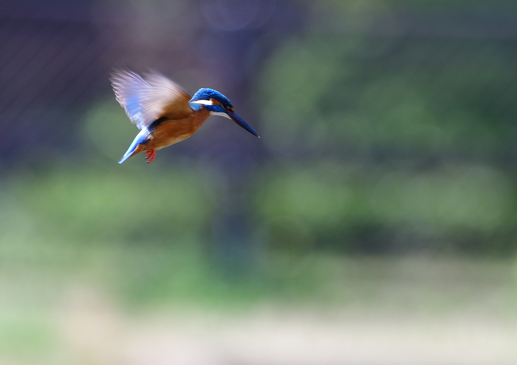 ホバる　３/２５❽