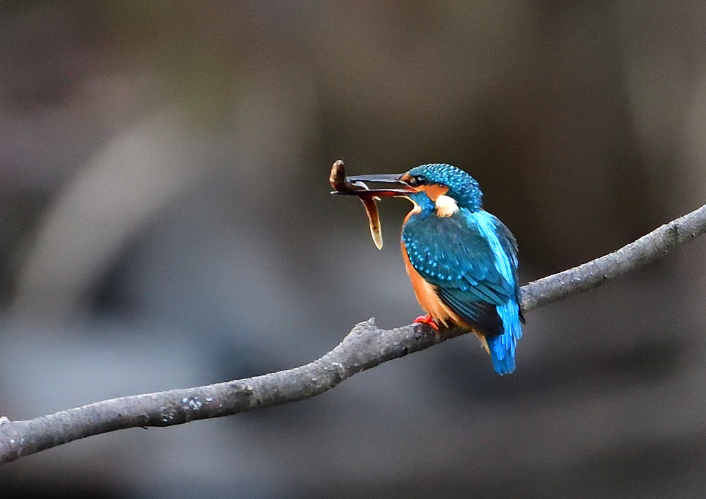 いつもの公園で　１０/３１❶
