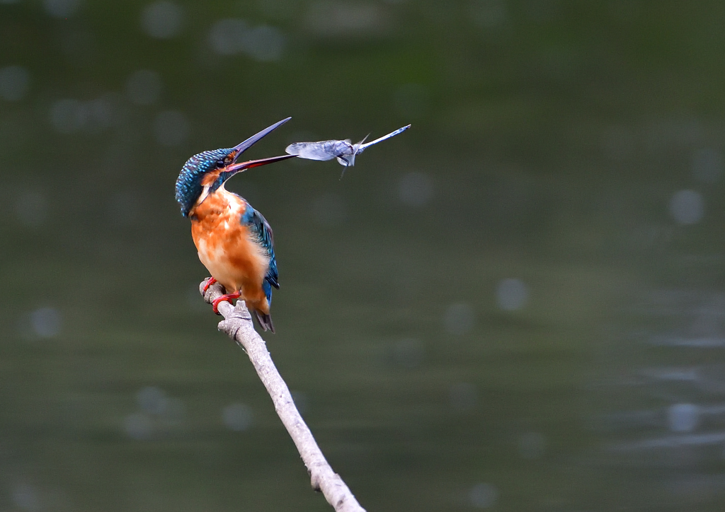 いつもの公園で　８/２１❶