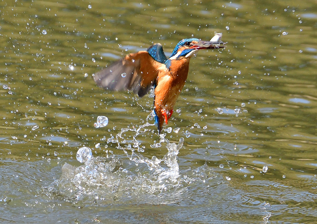 魚を・・・・　４/１０❶