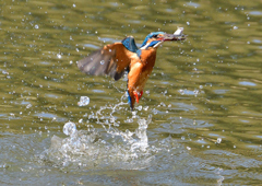 魚を・・・・　４/１０❶