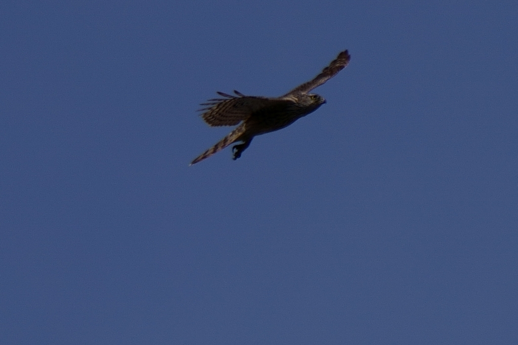 オオタカ（幼鳥）　３/２９❶