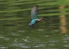 いつもの公園　７/２２②