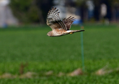 ハイイロチュウヒ（メス）３/１２❹