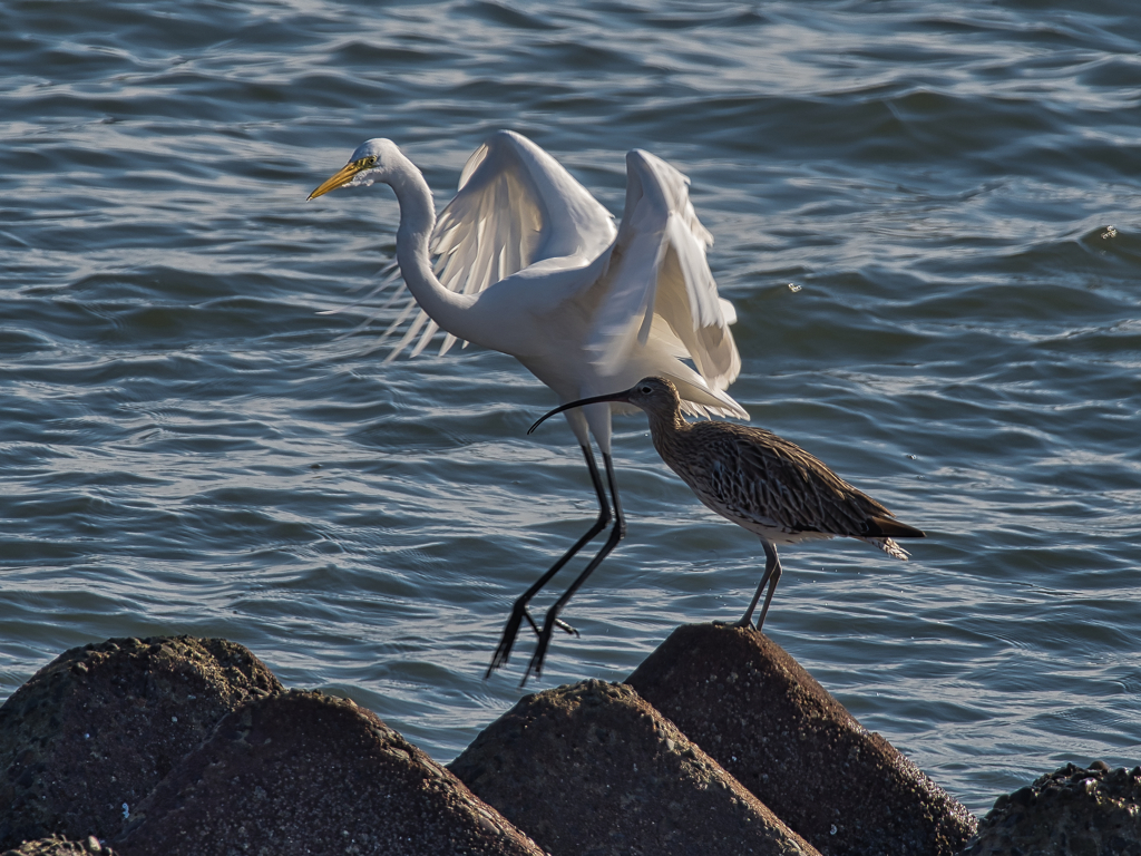 ダイサギ＆チュウシャクシギ　９/１０