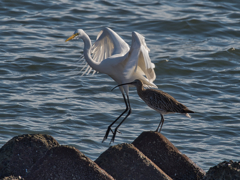 ダイサギ＆チュウシャクシギ　９/１０