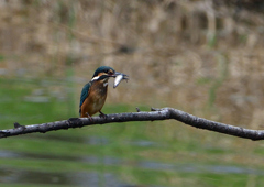 いつもの公園　若鳥登場　６/６❹