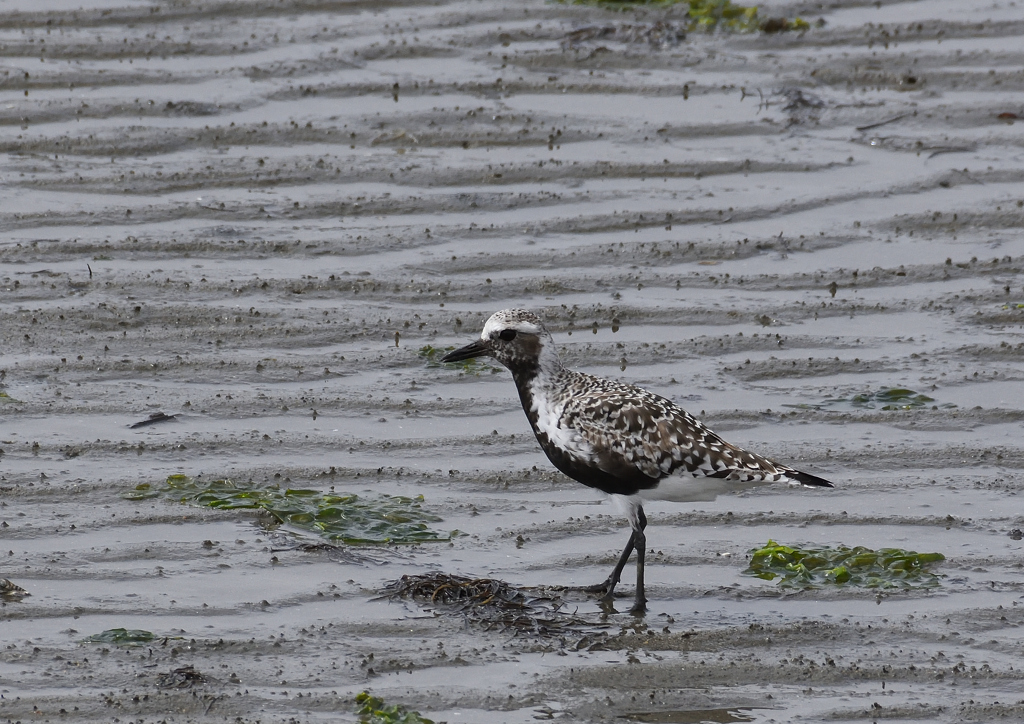 ダイゼン　５/３