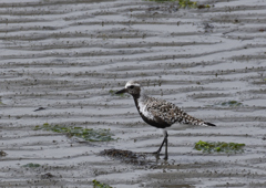 ダイゼン　５/３