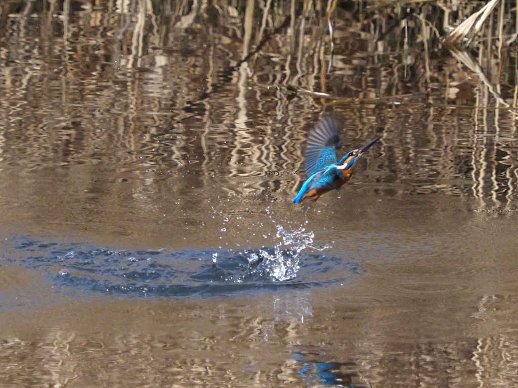 カワセミ　２/２７❺