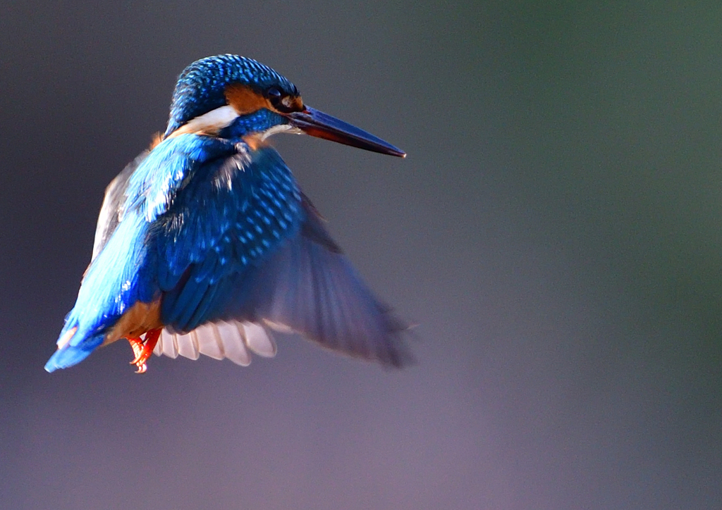 いつもの公園で　ホバ・ホバ・ホバ　１２/５❻