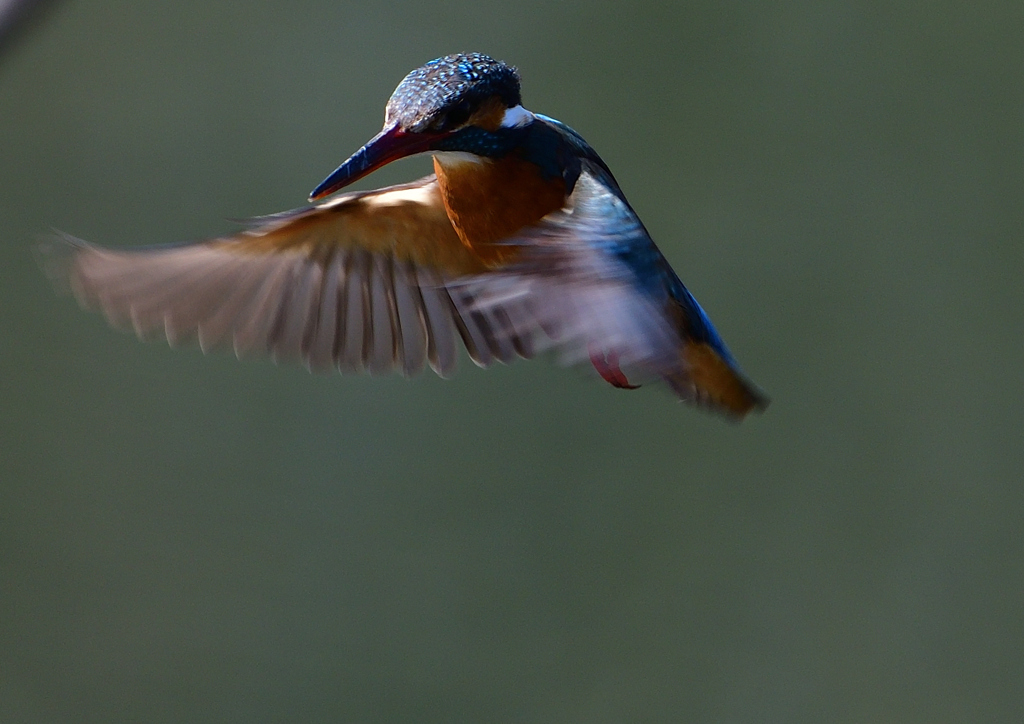 ホバる　３/２５⓫