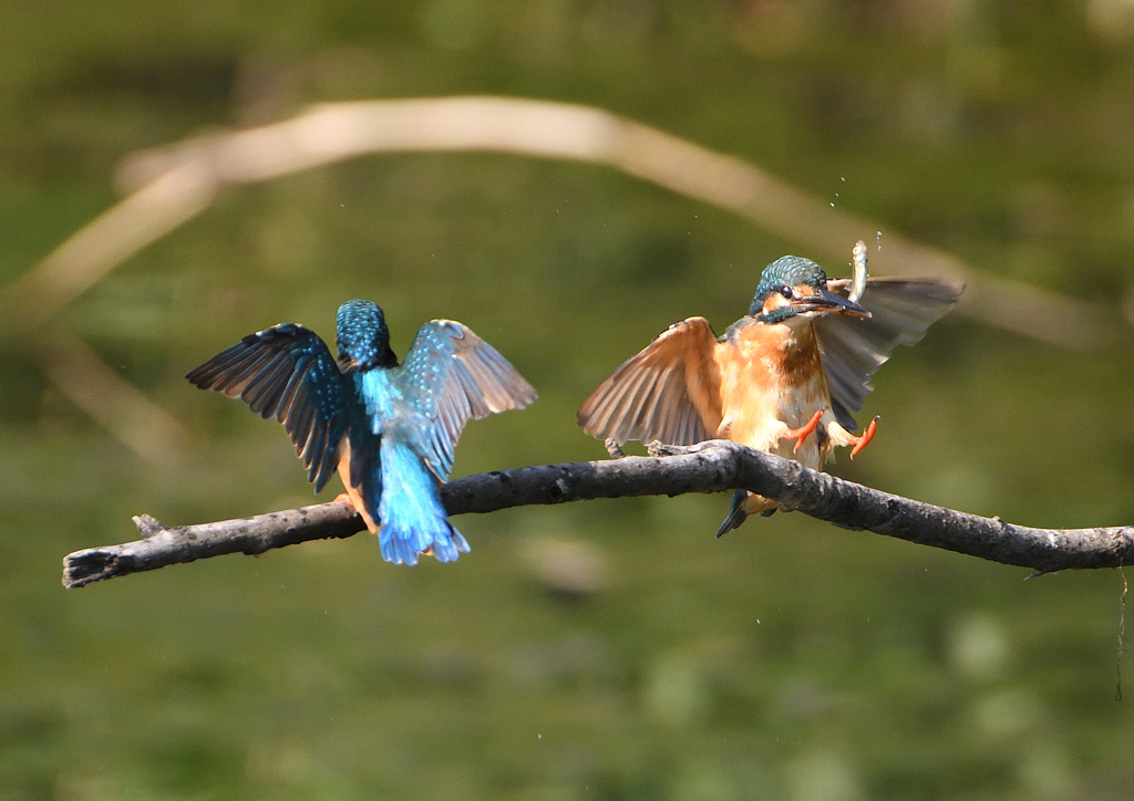 2羽のカワセミ　９/１０❸