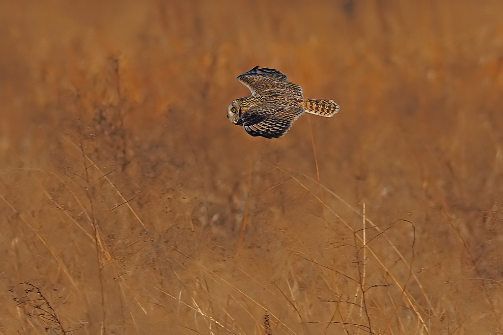 コミミズク　２/１➑