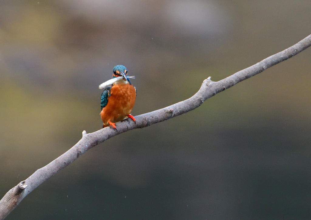 止まり木　１２/３❶