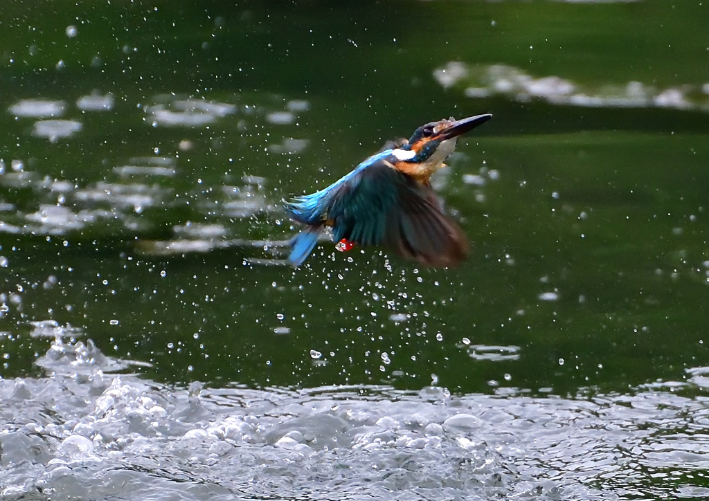 いつもの公園　７/１９➂