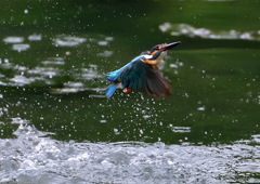 いつもの公園　７/１９➂