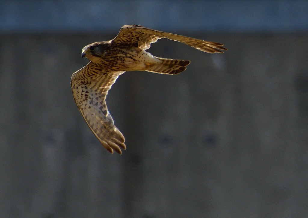 チョウゲンボウ　６/７❺