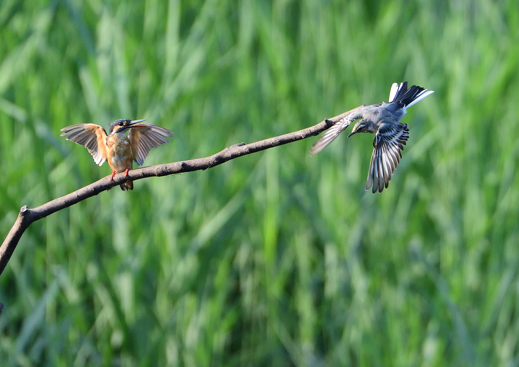 カワセミ＆セキレイ　８/１９❷