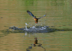 魚を・・・・・・　５/１３❸