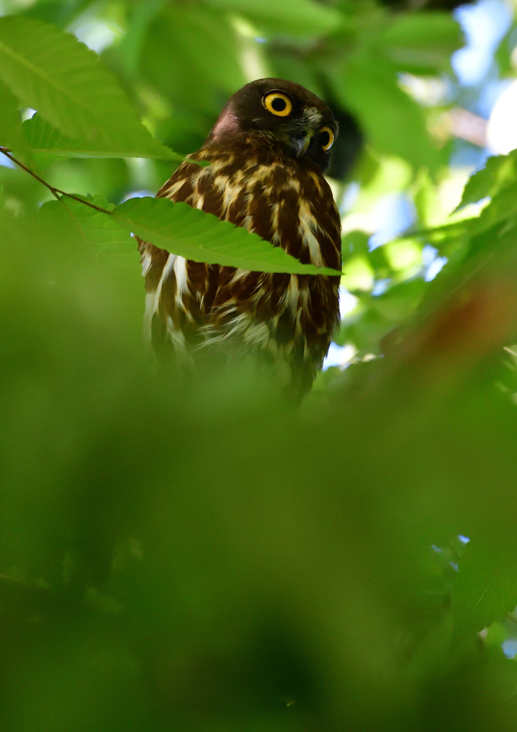 アオバズク　５/２９❷