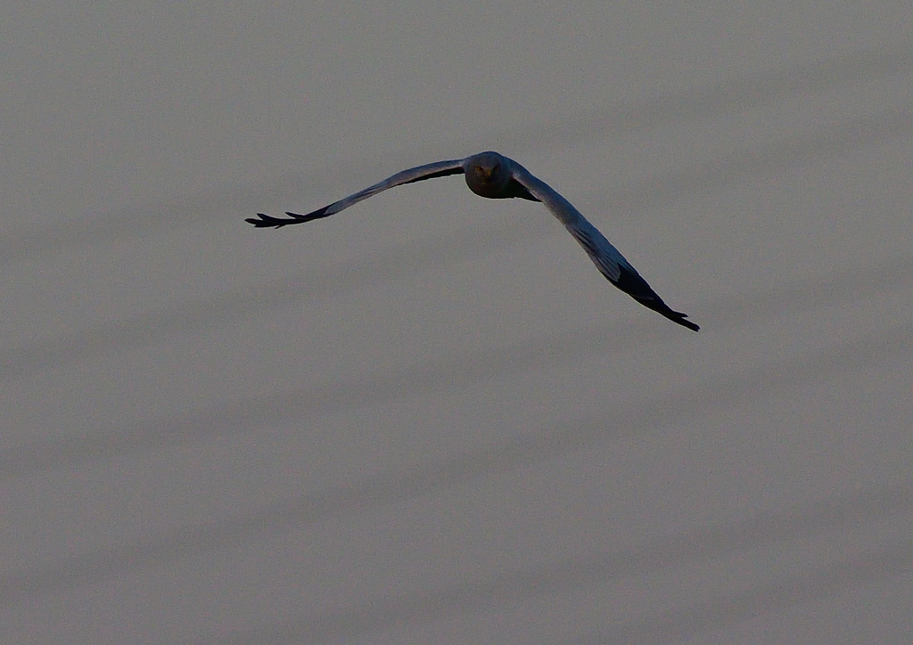 ハイイロチュウヒ　３/１６❷