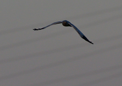 ハイイロチュウヒ　３/１６❷