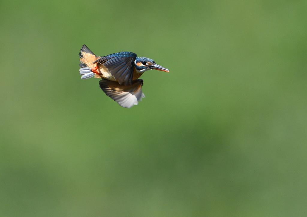 ホバ　５/２４❹