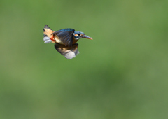 ホバ　５/２４❹