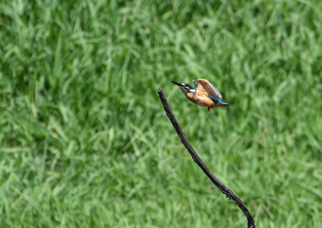   コバルトブルー⑥
