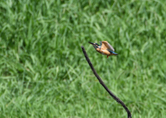   コバルトブルー⑥