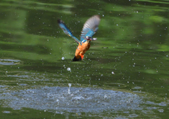 魚を・・・・・・　５/１５❶