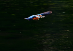 いつもの公園で　１０/１１❺