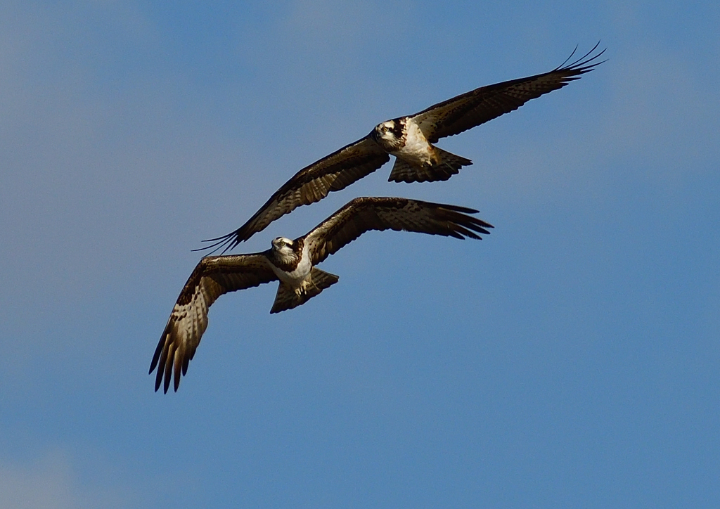 ミサゴ　１/１８❹