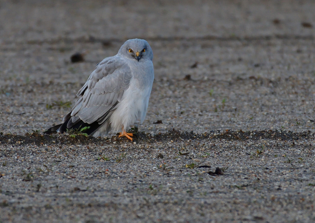 ハイイロチュウヒ　３/１３❶