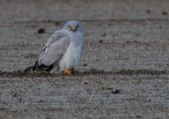 ハイイロチュウヒ　３/１３❶
