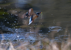 ダイブ❸　４/４