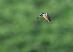 ホバ　５/２６❷