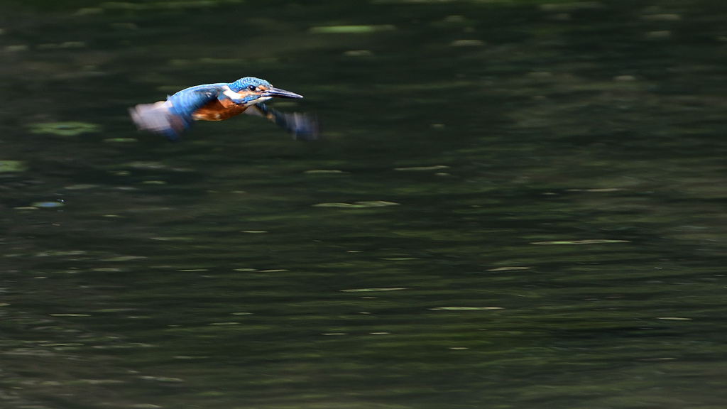 飛翔　９/１２❷